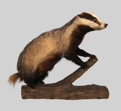 Taxidermie van een das