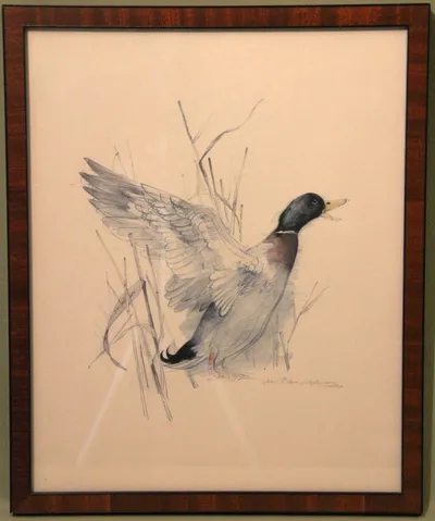 Tekening van eend, ingekleurd